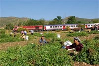 Fıstık Hasadı