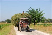 Fıstık Hasadı
