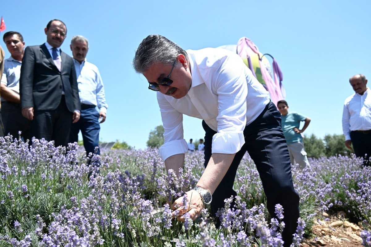 Kadirli İlçemizin Bekereci Köyünde Lavanta Festivali Yapıldı